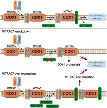 assembly intermediates